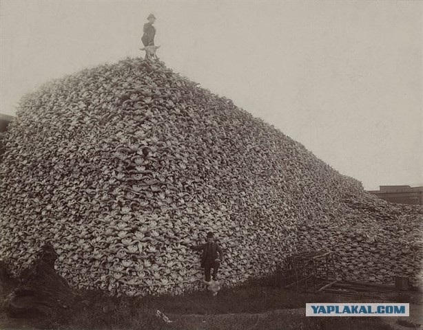 Несколько жутких исторических фотографий