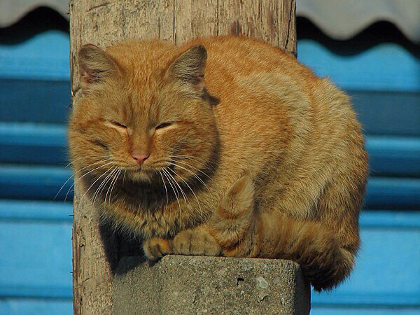 Коты из сети