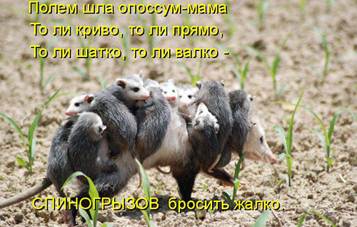 Картинки из ваших интернетов