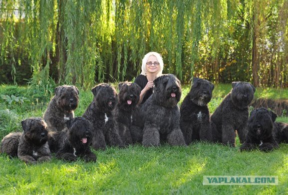 А у нас новый налог, вот