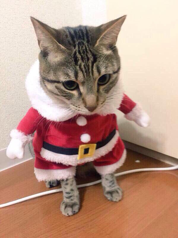 Коты из сети