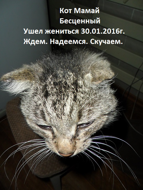 19 шикарных кошек, которые стоят целое состояние