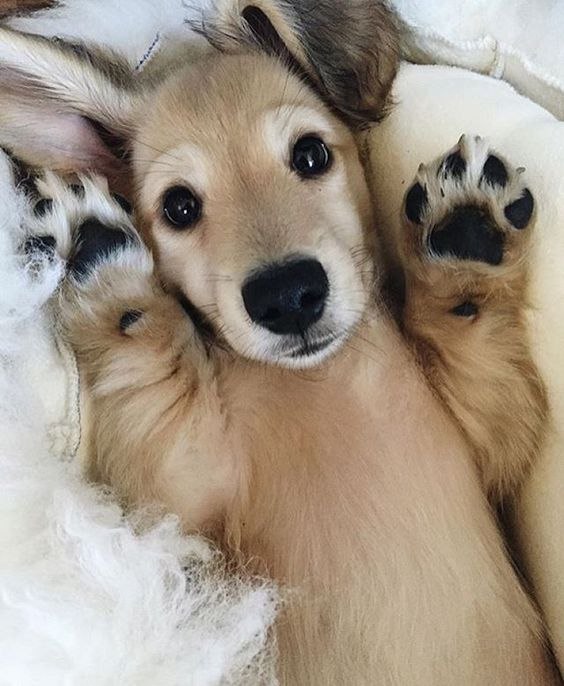 Самые смешные животные