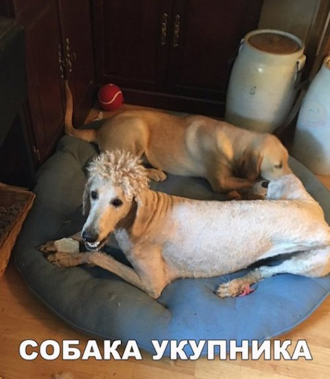 Просто картинки с сети