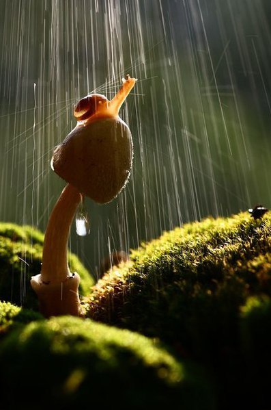 Самые смешные животные