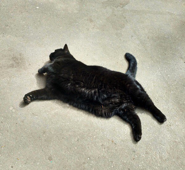 Коты и Кошки