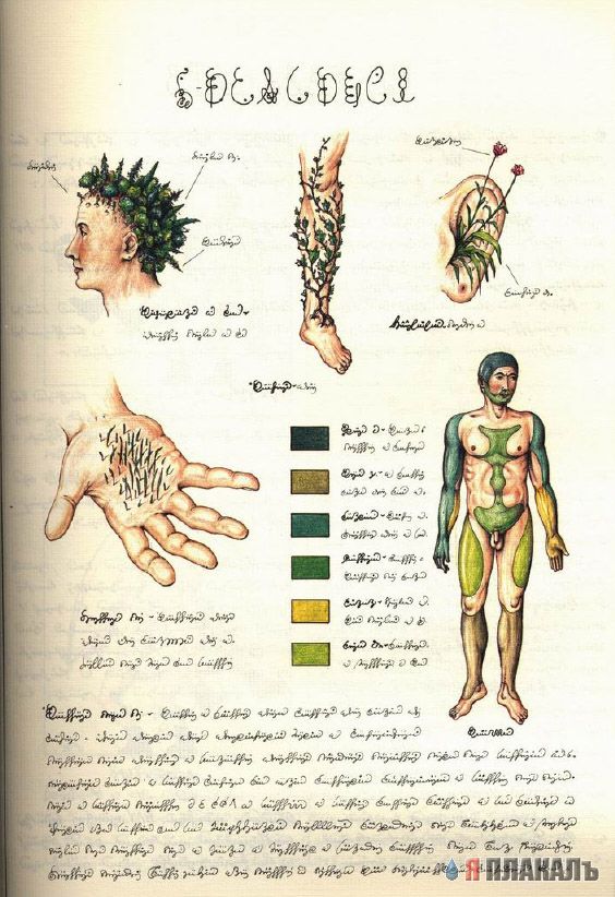 Codex Seraphinianus - что курил автор?