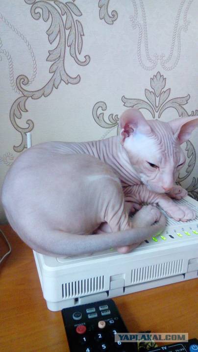 Котята моей кошки (коротенькое видео).
