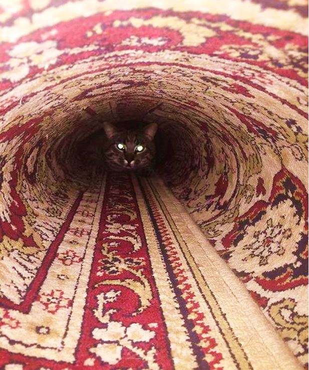 Коты и Кошки