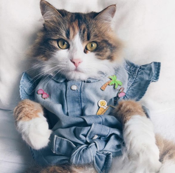 Неадекватные коты