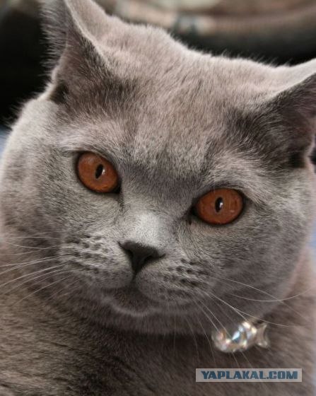 УРРААА ! Котовторник на ЯПлакалъ !