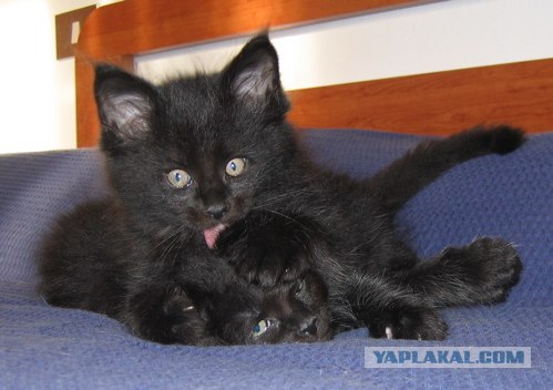 Уррааа! Котовторник на ЯПлакалъ!