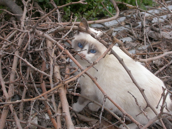 Котовторник на ЯПлакалъ