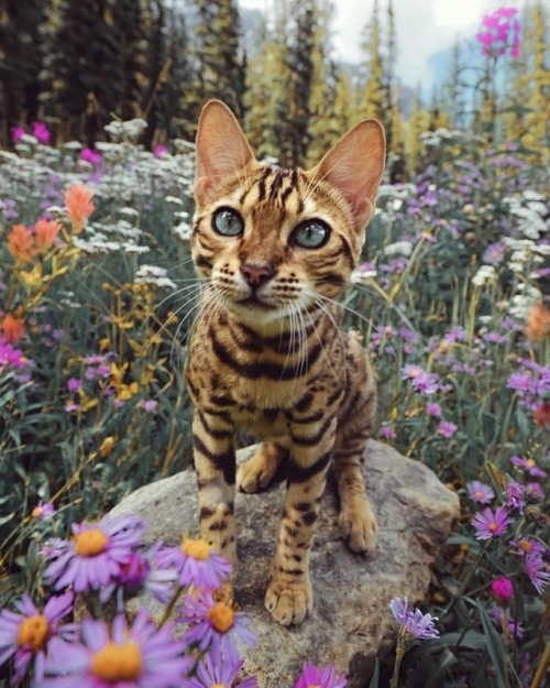 Немного милоты