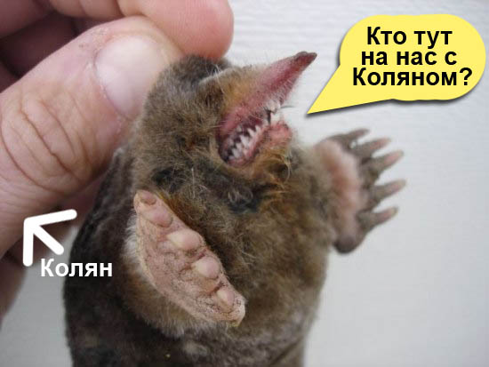 Вот сейчас вывернусь - и писец тебе!