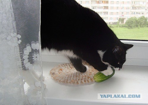 Котятовторник