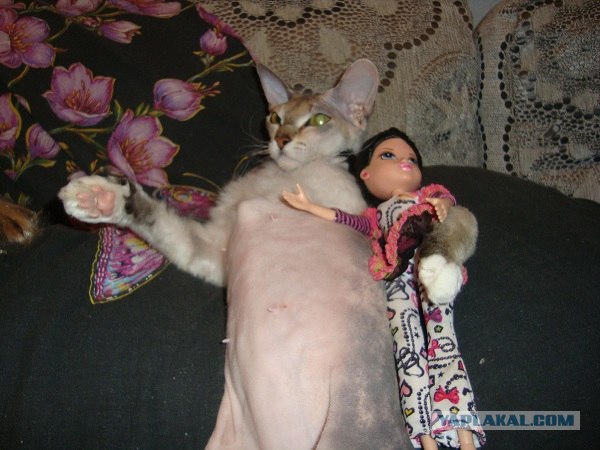 Котовторник 1.02.2011