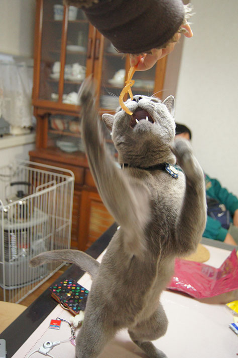 Котейкин вторник! Космический 12.04!