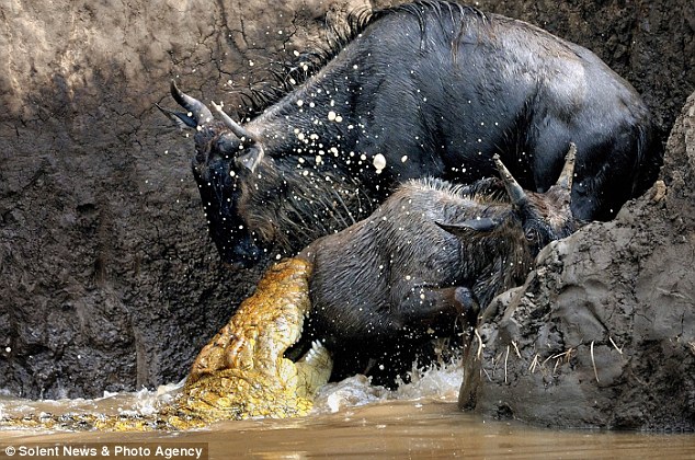 Крокодил vs антилопы - трагедия на переправе