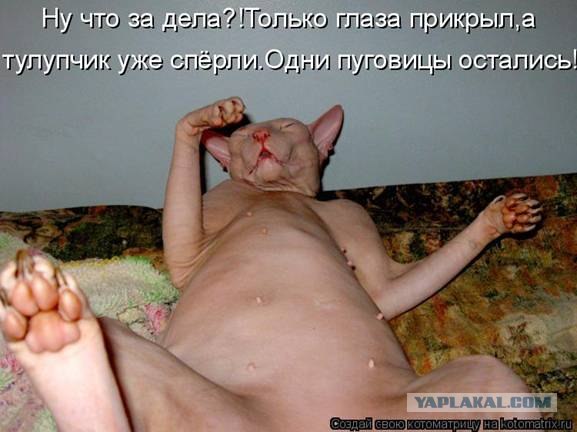 Котовторник 1.11.11