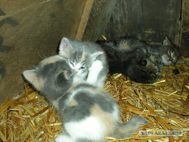 Котовторник 17 января