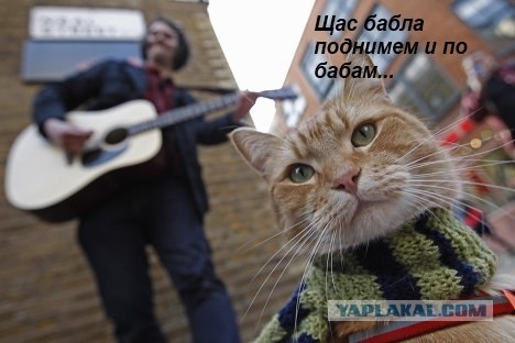 Кот по прозвищу Боб