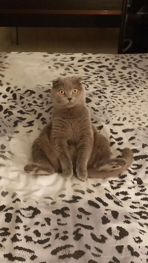 Мой кот не умеет нормально сидеть