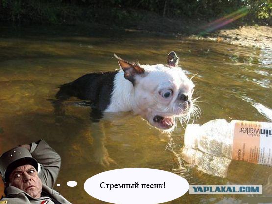 Хозяин, ты что?