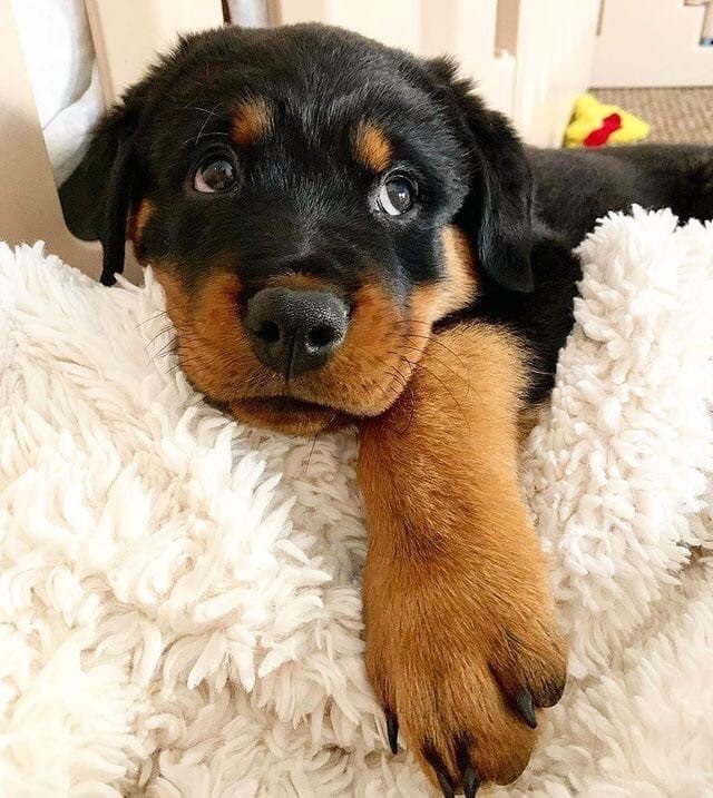 Эти забавные животные