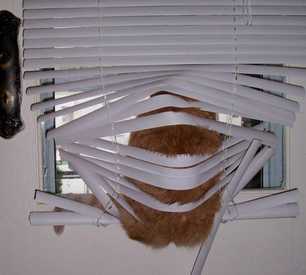 Кошка и жалюзи