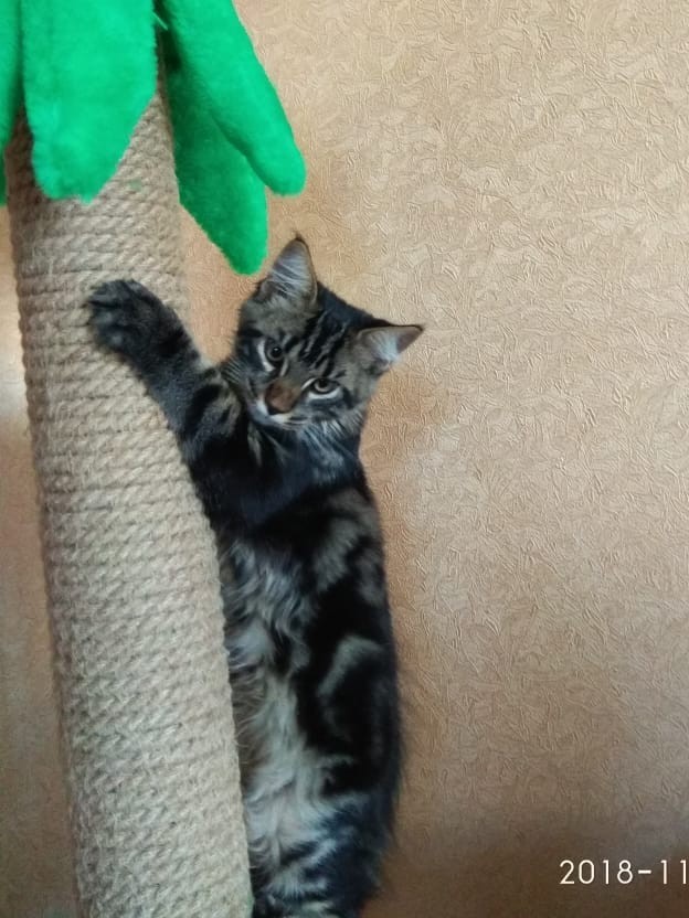 Котовторник. Поговорим о кличках, друзья
