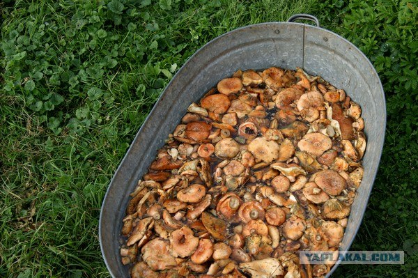 Осень в банках