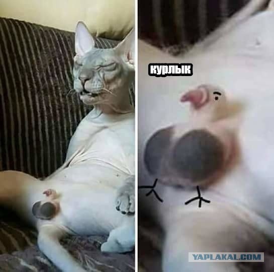Настоящие санкции пошли