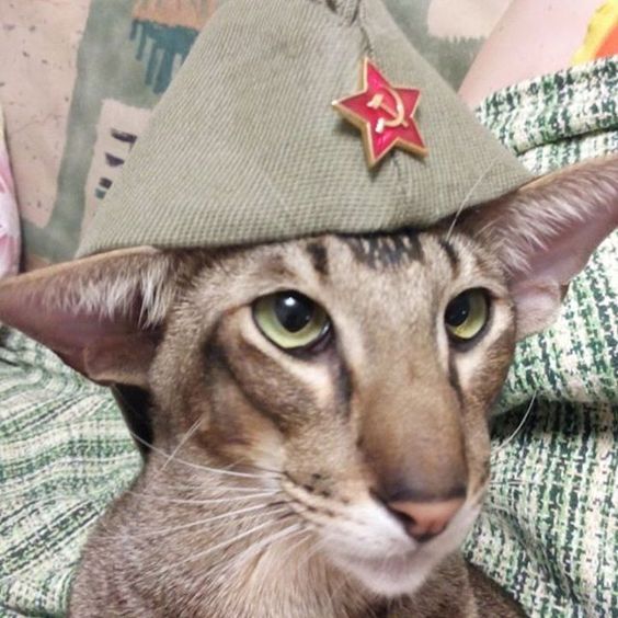 Как сделать для кота шлем супергероя, но навсегда попрощаться с сухими тапками