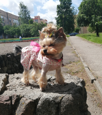 Про собачек