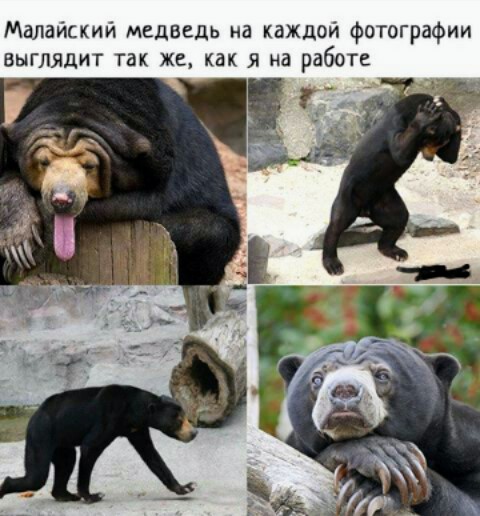 Картинки и мемы для настроения - 27
