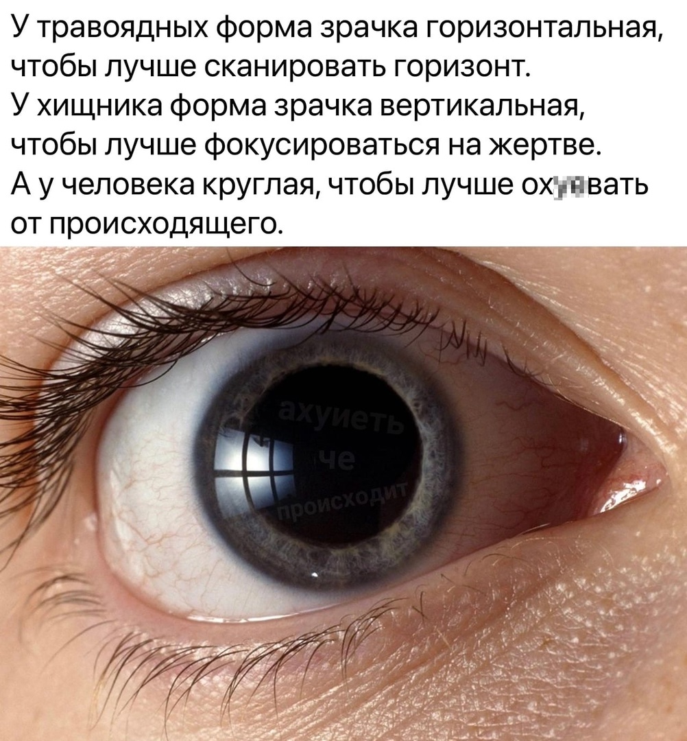 Расширенные зрачки о чем говорят у подростка. Расширенные зрачки о чем говорят у подростка. Нормальный диаметр зрачка. Мидриаз медикаментозный. Расширенные зрачки причины.