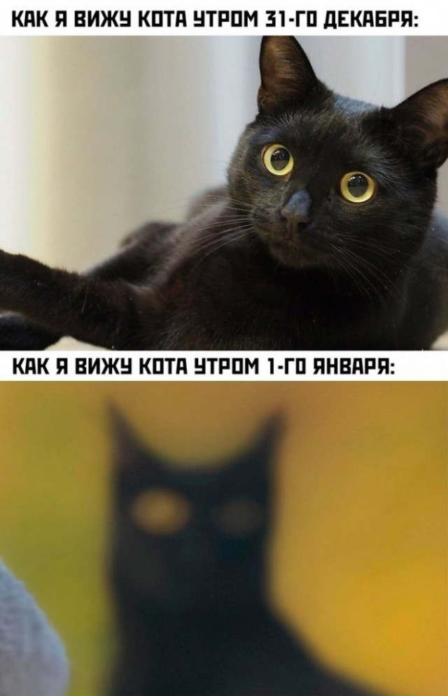 Картинки и мемы, выходные продолжаются