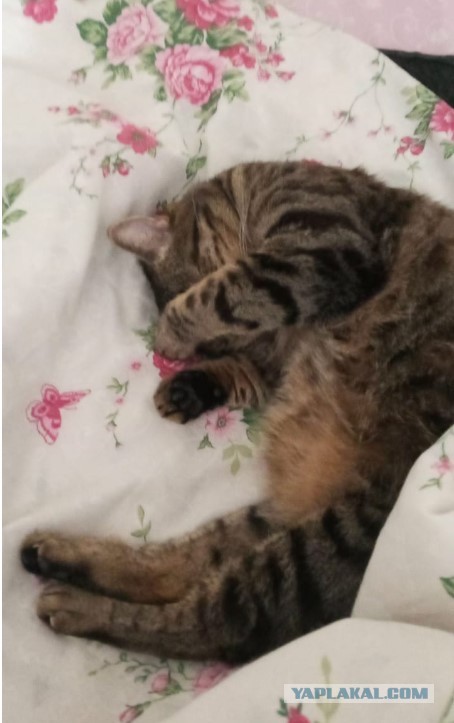 Котодракула
