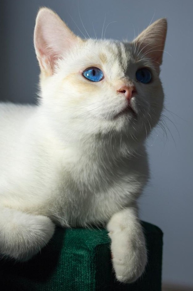 Коты белые, 12 литров