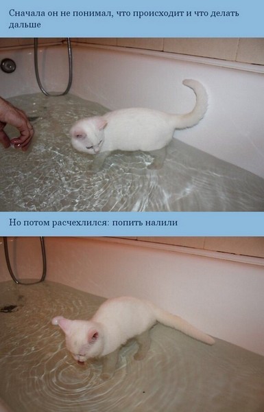 Котей Джек Воробей.