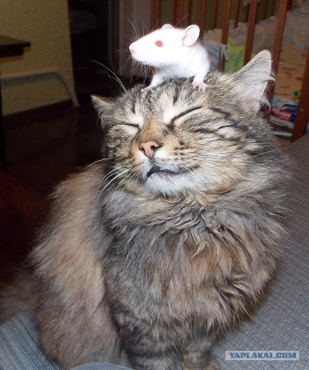Котовторник 16.04.2013