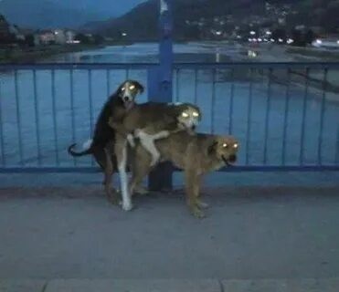 Любители тройничков