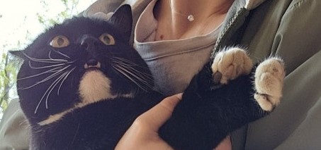 Помогите котику!