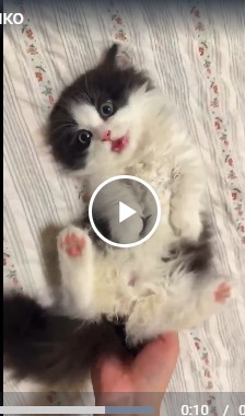 Мимимишко