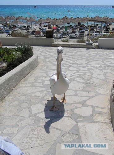 Вот кто у меня вместо собаки!