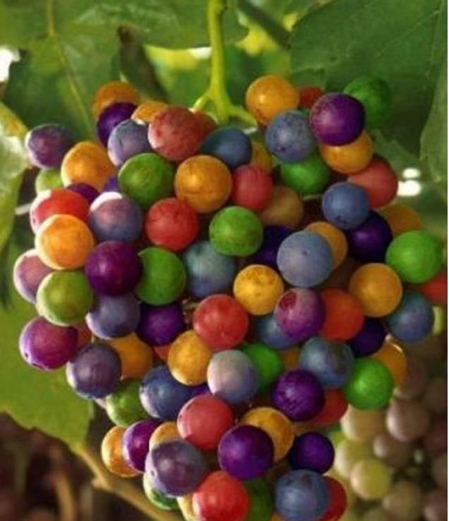 Веселая кукуруза