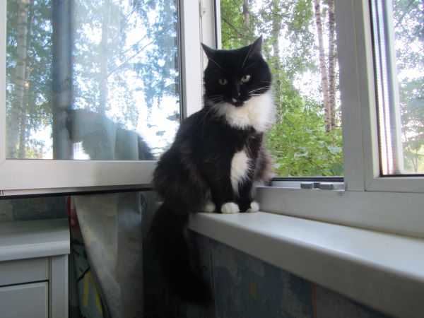 Котовторник 29.10.2013
