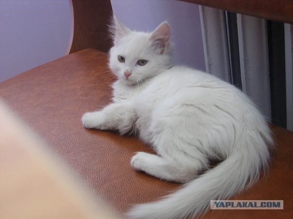 Как один парень спас котенка по кличке Луна