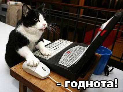Драка котов от первого лица